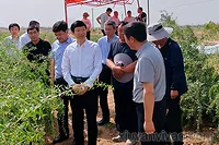 李利在宁夏调研中药监管和质量提升工作